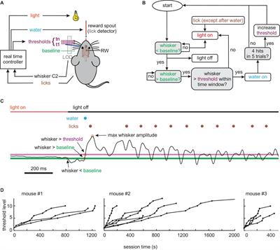 Adaptive Whisking in Mice